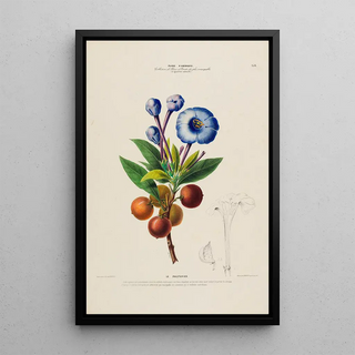 Etienne Denisse - Flore dAmerique dessinee dapres nature sur les lieux Pl154.webp