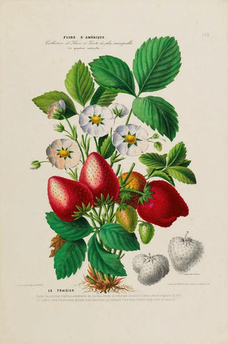 Etienne Denisse - Flore dAmerique dessinee dapres nature sur les lieux Pl159.webp