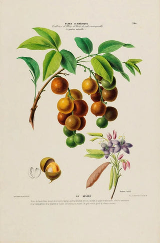 Etienne Denisse - Flore dAmerique dessinee dapres nature sur les lieux Pl160.webp