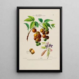 Etienne Denisse - Flore dAmerique dessinee dapres nature sur les lieux Pl160.webp