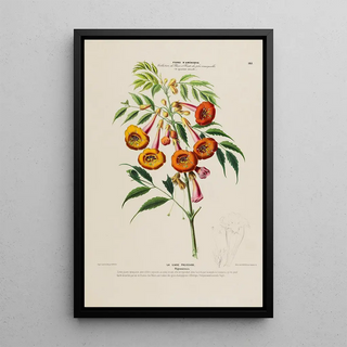 Etienne Denisse - Flore dAmerique dessinee dapres nature sur les lieux Pl161.webp