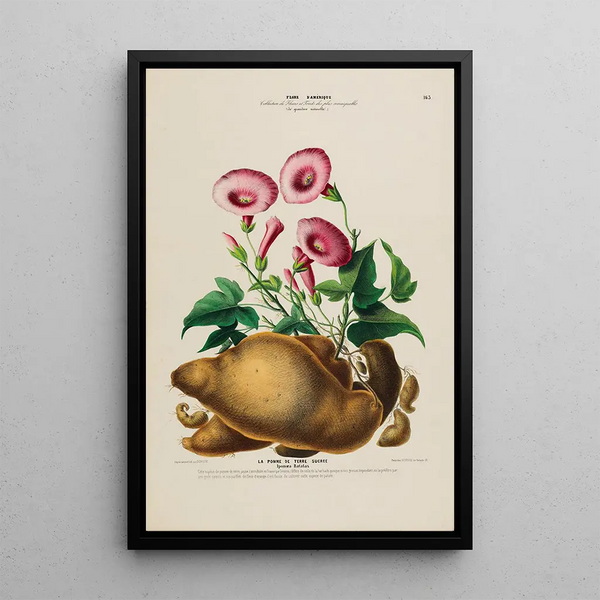 Etienne Denisse - Flore dAmerique dessinee dapres nature sur les lieux Pl163.webp