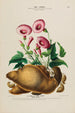 Flore d'Amérique dessinée d'après nature sur les lieux Pl163 - Étienne Denisse — weergave van het kunstwerk