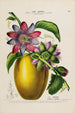 Flore d'Amérique dessinée d'après nature sur les lieux Pl166 - Étienne Denisse — weergave van het kunstwerk
