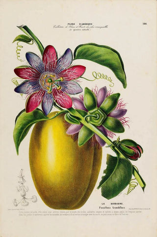 Etienne Denisse - Flore dAmerique dessinee dapres nature sur les lieux Pl166.webp