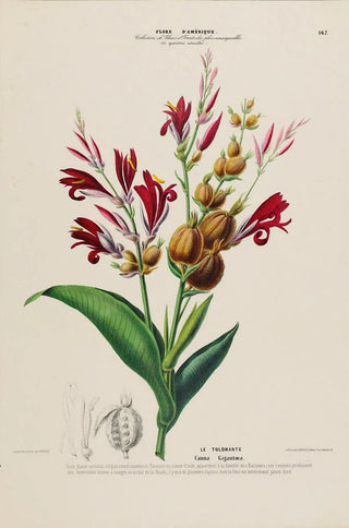 Etienne Denisse - Flore dAmerique dessinee dapres nature sur les lieux Pl167.webp