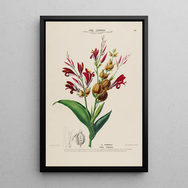 Etienne Denisse - Flore dAmerique dessinee dapres nature sur les lieux Pl167.webp