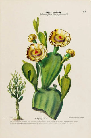 Etienne Denisse - Flore dAmerique dessinee dapres nature sur les lieux Pl168.webp