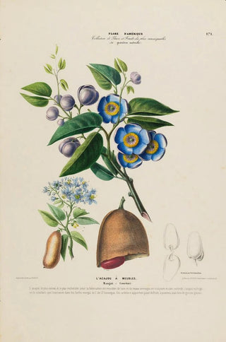 Etienne Denisse - Flore dAmerique dessinee dapres nature sur les lieux Pl171.webp