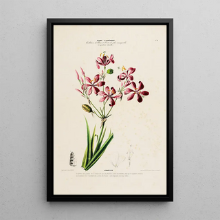 Etienne Denisse - Flore dAmerique dessinee dapres nature sur les lieux Pl172.webp