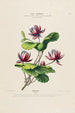Flore d'Amérique dessinée d'après nature sur les lieux Pl178 - Étienne Denisse — weergave van het kunstwerk