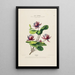 Flore d'Amérique dessinée d'après nature sur les lieux Pl178 - Étienne Denisse — ingelijst kunstwerk aan de muur
