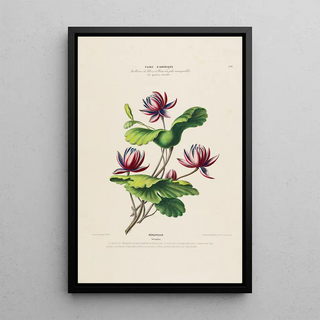 Etienne Denisse - Flore dAmerique dessinee dapres nature sur les lieux Pl178.webp