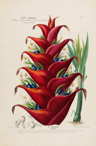 Etienne Denisse - Flore dAmerique dessinee dapres nature sur les lieux Pl179.webp