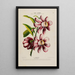 Flore d'Amérique dessinée d'après nature sur les lieux Pl181 - Étienne Denisse — ingelijst kunstwerk aan de muur