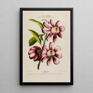 Etienne Denisse - Flore dAmerique dessinee dapres nature sur les lieux Pl181.webp