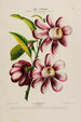 Flore d'Amérique dessinée d'après nature sur les lieux Pl181 - Étienne Denisse — weergave van het kunstwerk