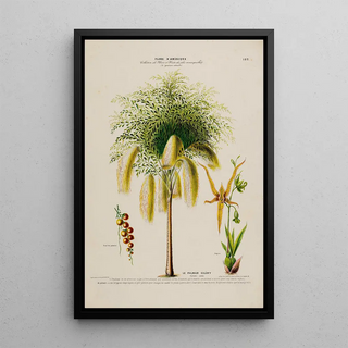 Etienne Denisse - Flore dAmerique dessinee dapres nature sur les lieux Pl182.webp