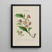 Flore d'Amérique dessinée d'après nature sur les lieux Pl183 - Étienne Denisse — ingelijst kunstwerk aan de muur