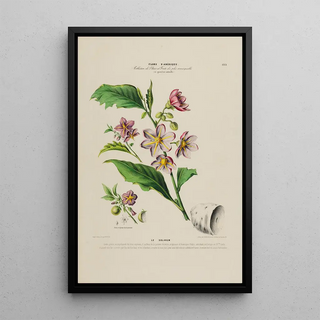 Etienne Denisse - Flore dAmerique dessinee dapres nature sur les lieux Pl183.webp