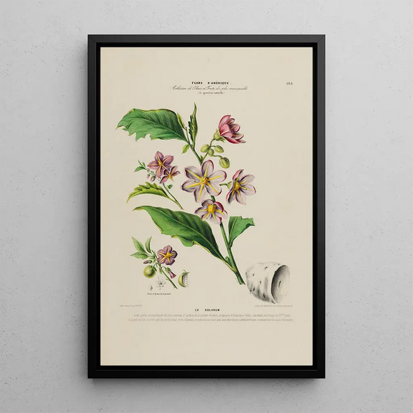 Etienne Denisse - Flore dAmerique dessinee dapres nature sur les lieux Pl183.webp