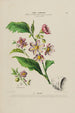 Flore d'Amérique dessinée d'après nature sur les lieux Pl183 - Étienne Denisse — weergave van het kunstwerk