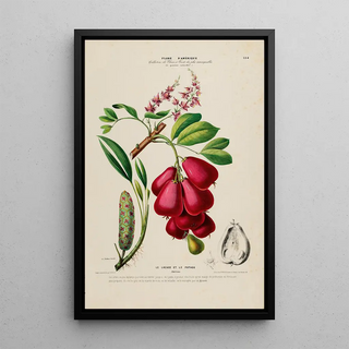 Etienne Denisse - Flore dAmerique dessinee dapres nature sur les lieux Pl184.webp