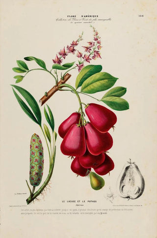 Etienne Denisse - Flore dAmerique dessinee dapres nature sur les lieux Pl184.webp