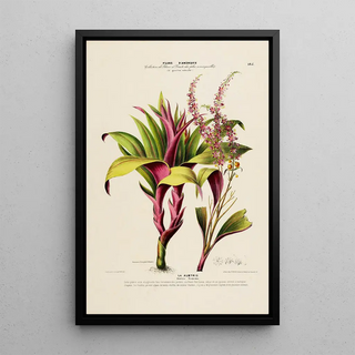 Etienne Denisse - Flore dAmerique dessinee dapres nature sur les lieux Pl185.webp