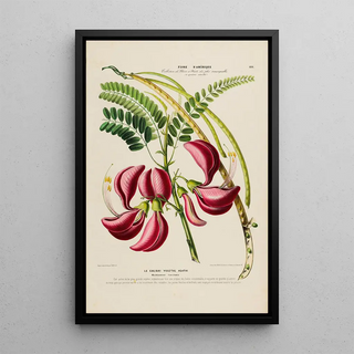 Etienne Denisse - Flore dAmerique dessinee dapres nature sur les lieux Pl186.webp