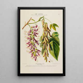 Etienne Denisse - Flore dAmerique dessinee dapres nature sur les lieux Pl187.webp