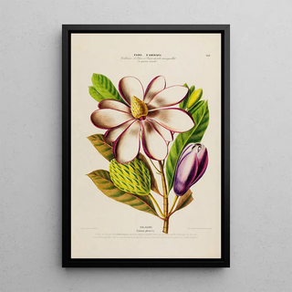 Etienne Denisse - Flore dAmerique dessinee dapres nature sur les lieux Pl188.webp