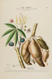 Flore d'Amérique dessinée d'après nature sur les lieux Pl189 - Étienne Denisse — weergave van het kunstwerk