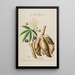 Flore d'Amérique dessinée d'après nature sur les lieux Pl189 - Étienne Denisse — ingelijst kunstwerk aan de muur