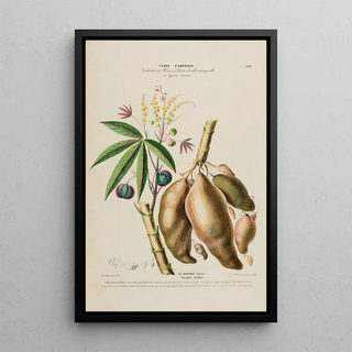 Etienne Denisse - Flore dAmerique dessinee dapres nature sur les lieux Pl189.webp