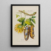 Flore d'Amérique dessinée d'après nature sur les lieux Pl190 - Étienne Denisse | Reproduction — ingelijst kunstwerk aan de muur
