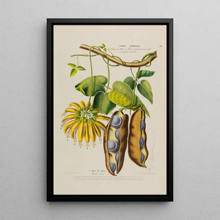 Etienne Denisse - Flore dAmerique dessinee dapres nature sur les lieux Pl190.webp