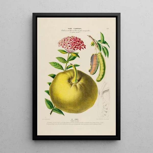 Etienne Denisse - Flore dAmerique dessinee dapres nature sur les lieux Pl192.webp