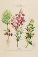 Flore d'Amérique dessinée d'après nature sur les lieux Pl193 - Étienne Denisse — weergave van het kunstwerk