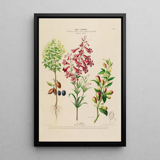 Etienne Denisse - Flore dAmerique dessinee dapres nature sur les lieux Pl193.webp