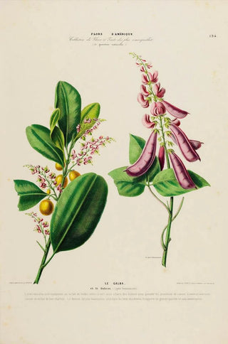 Etienne Denisse - Flore dAmerique dessinee dapres nature sur les lieux Pl194.webp