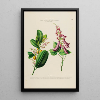 Etienne Denisse - Flore dAmerique dessinee dapres nature sur les lieux Pl194.webp