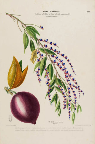Etienne Denisse - Flore dAmerique dessinee dapres nature sur les lieux Pl196.webp