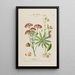 Flore d'Amérique dessinée d'après nature sur les lieux Pl199 - Étienne Denisse — ingelijst kunstwerk aan de muur