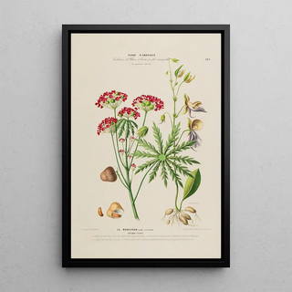 Etienne Denisse - Flore dAmerique dessinee dapres nature sur les lieux Pl199.webp