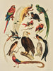 Vogels - F. E. Wright — weergave van het kunstwerk