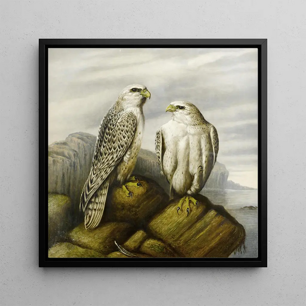 Faucons gerfauts sur un ledge rocheux - Joseph Wolf