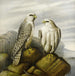 Peregrine Falcons on a rocky ledge - Joseph Wolf — displayed in an interior