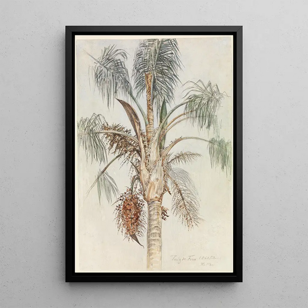 Ferdinand Keller - Krone einer Palme Syagrus macrocarpa in Juiz de Fora.webp