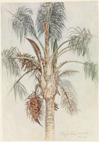 Ferdinand Keller - Krone einer Palme Syagrus macrocarpa in Juiz de Fora.webp
